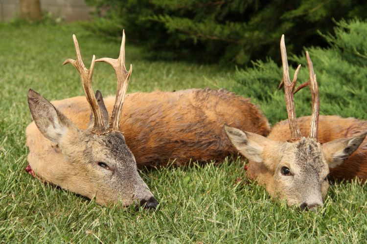 őzbak vadászat, Cigánd